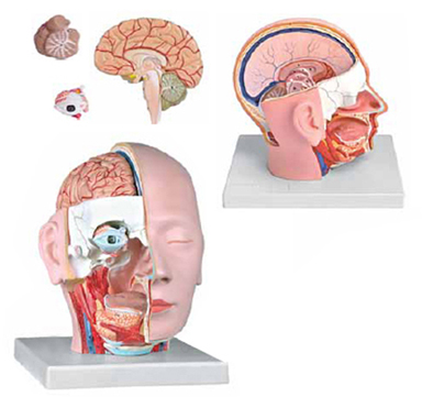 Head Dissection 4 Parts